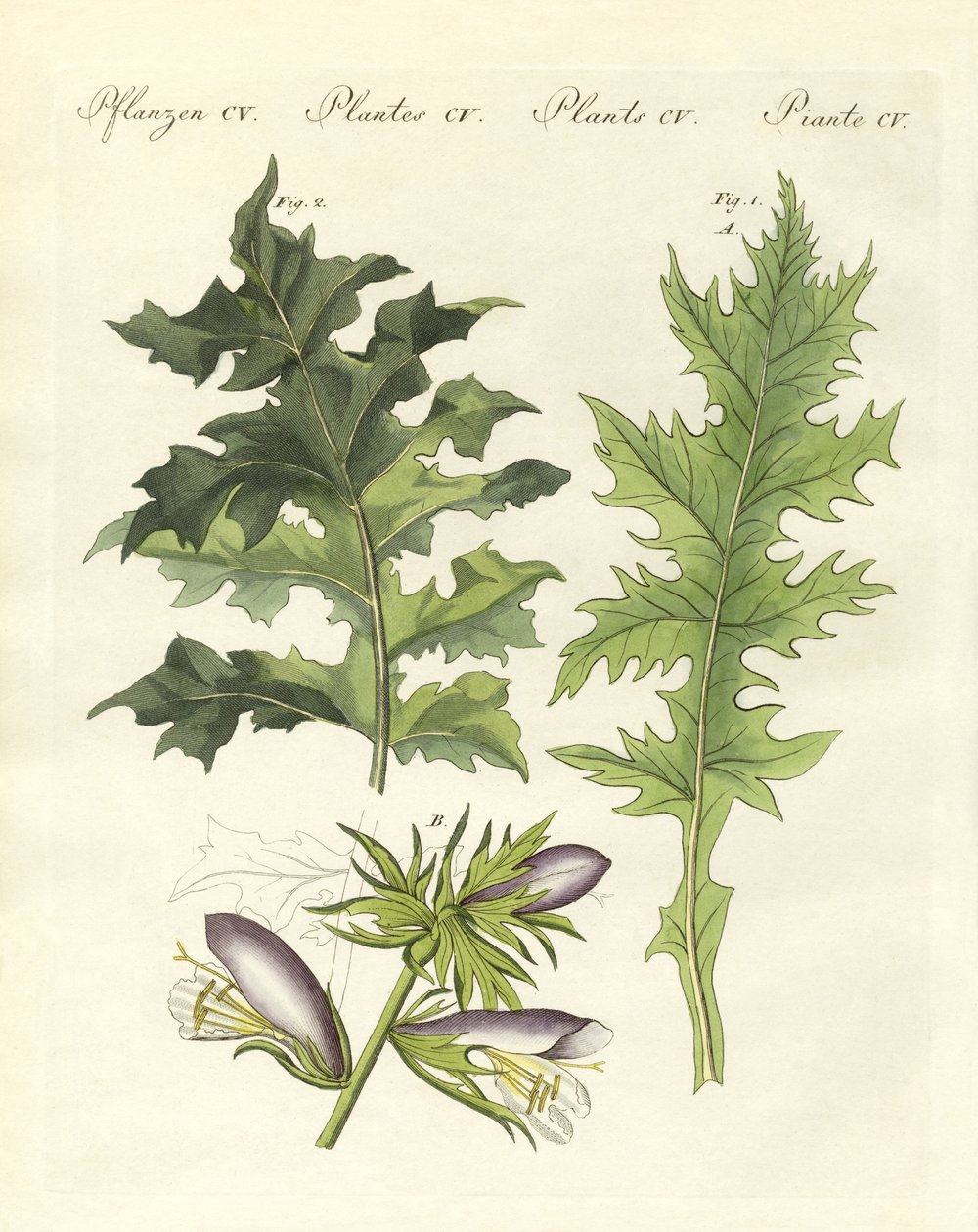 刺桐类植物（彩绘版画 作者 德国学校