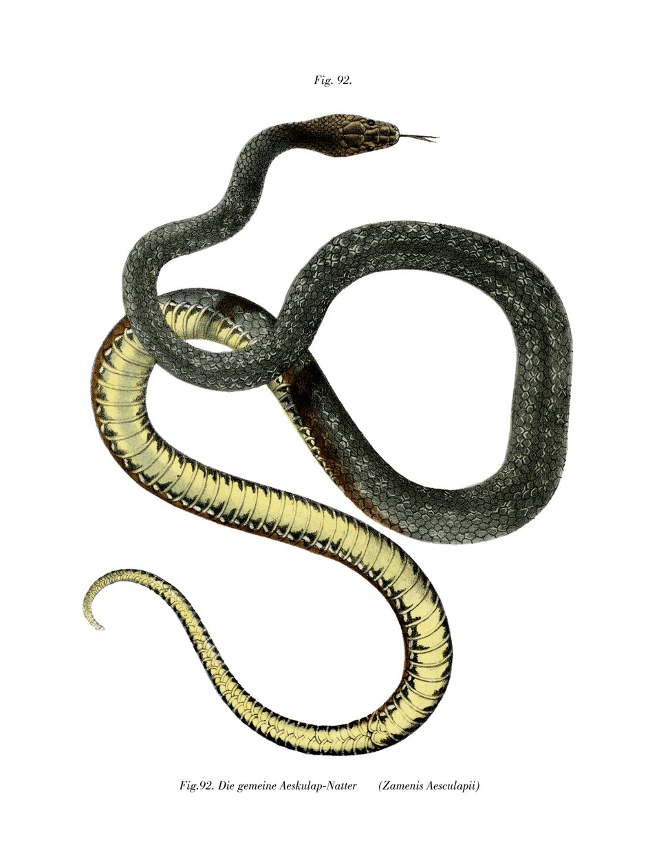 Aesculapian Snake（彩色石版画） 作者 德国学校