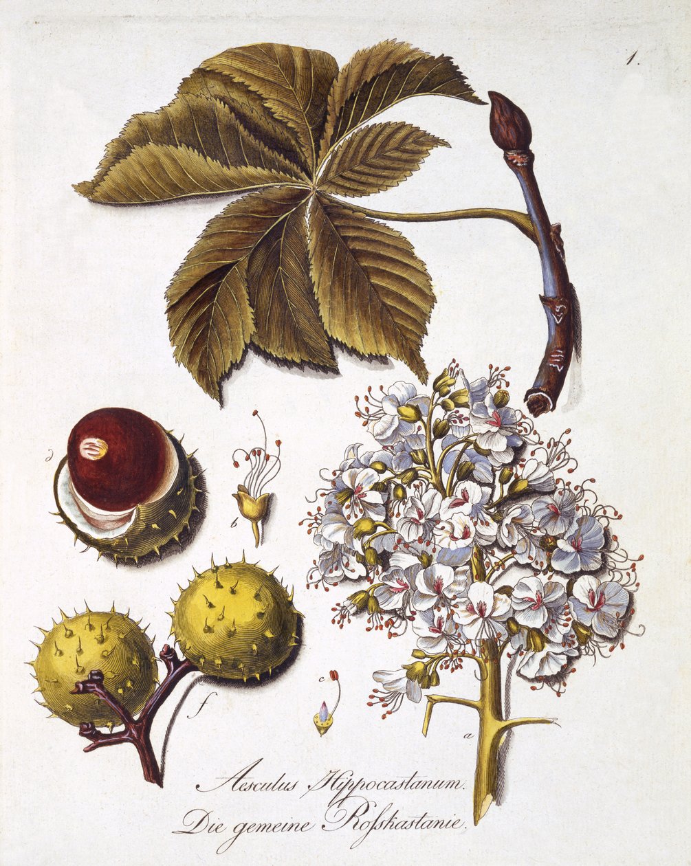 Aesculus Hippocastanum，出自 Johann Daniel von Reitter 所著的“对所有木材物种的综合研究”，出版于 1803-05 年（彩色雕刻） 作者 德国学校