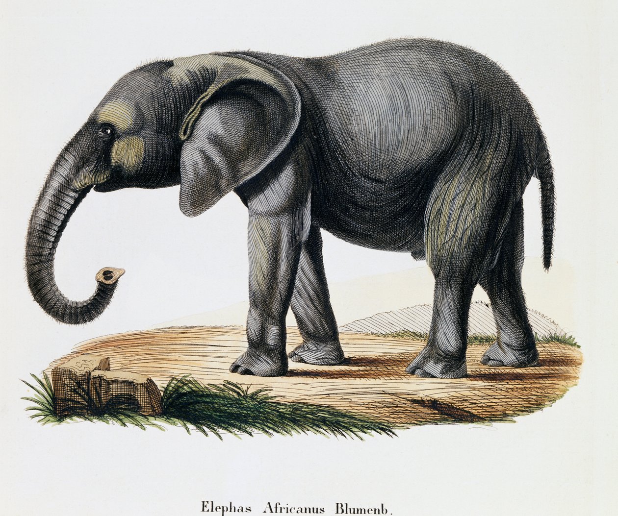 非洲象（Elephas africanus），摘自《哺乳动物图鉴》，作者约翰-克里斯蒂安-丹尼尔-冯-施雷伯（1739-1810），由IC-博克根据A-弗莱施曼的绘图雕刻，德国。 作者 德国学校