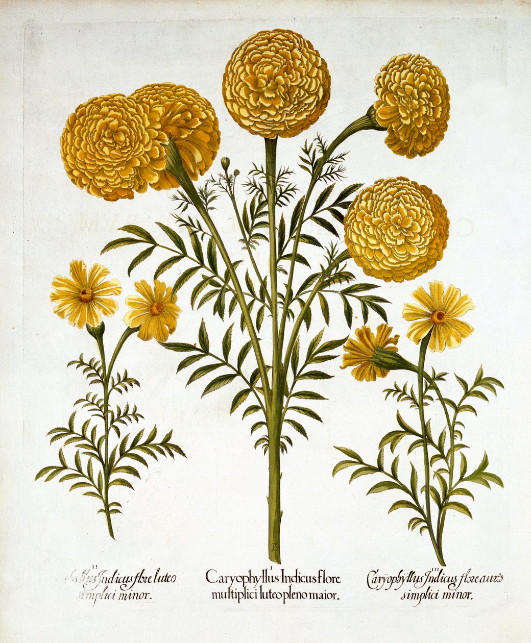 非洲万寿菊和法国万寿菊，来自Hortus Eystettensis，由Basil Besler（1561-1629），酒吧。 1613（手工雕刻） 作者 德国学校