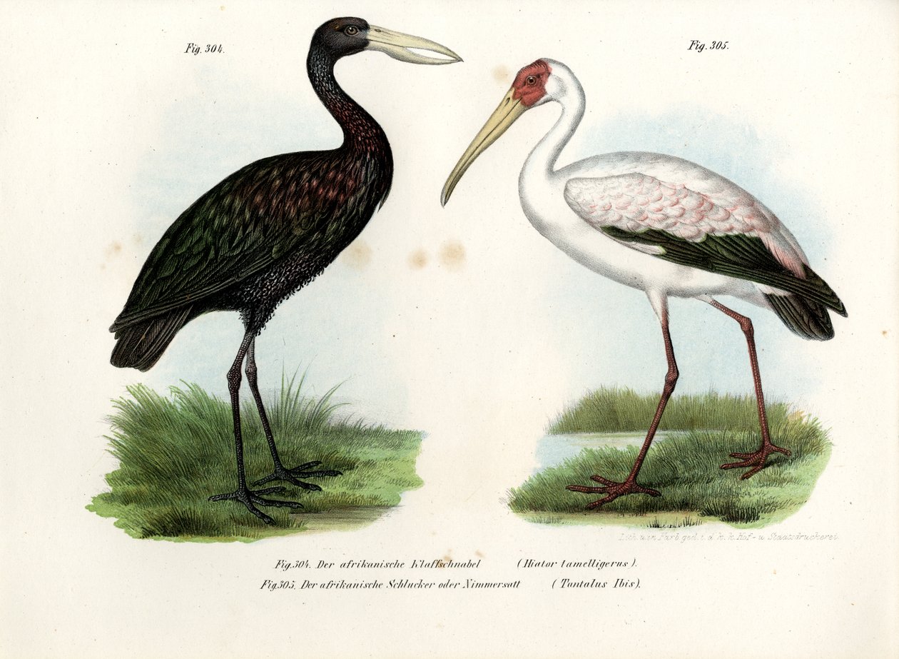 非洲Openbill Stork，1864年 作者 德国学校