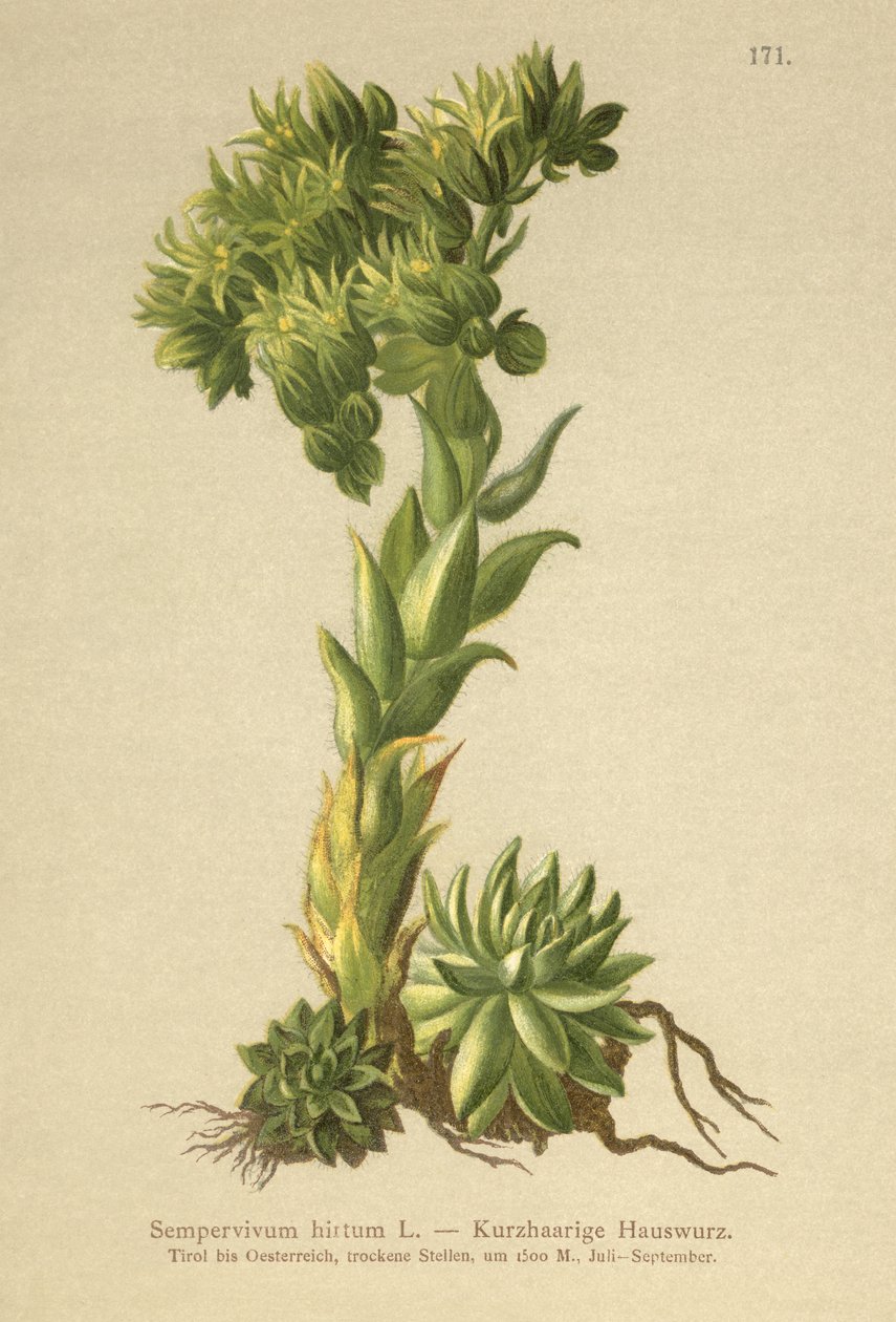 Allionii Houseleek（Sempervivum hirtum，Jovibarba hirta） 作者 德国学校