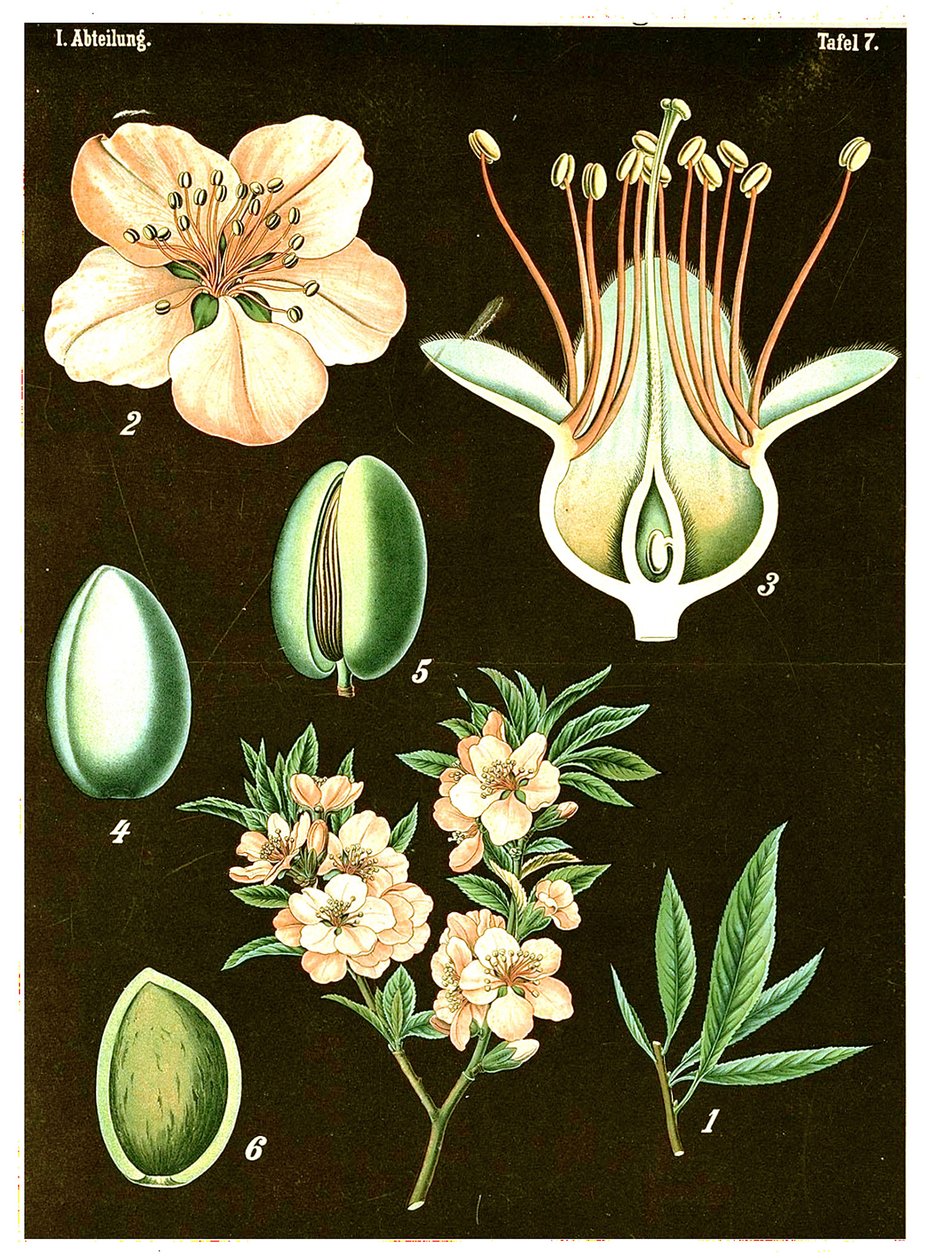 杏仁（Prunus Amygdalus）c.1890（彩色石版画） 作者 德国学校