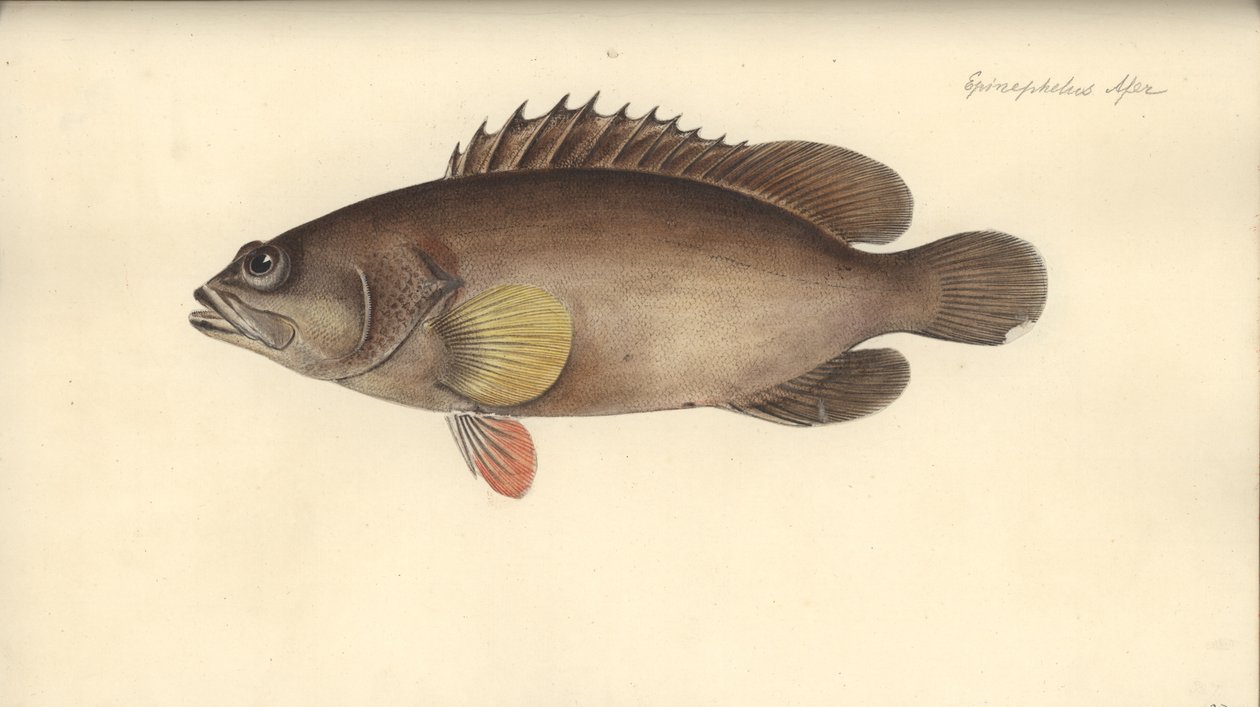 Alphestes afer，1793年之前（wc在纸上） 作者 德国学校