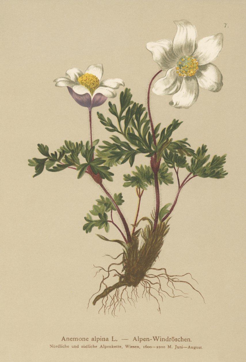 高山银莲花（Anemone alpina，Pulsatilla alpina） 作者 德国学校