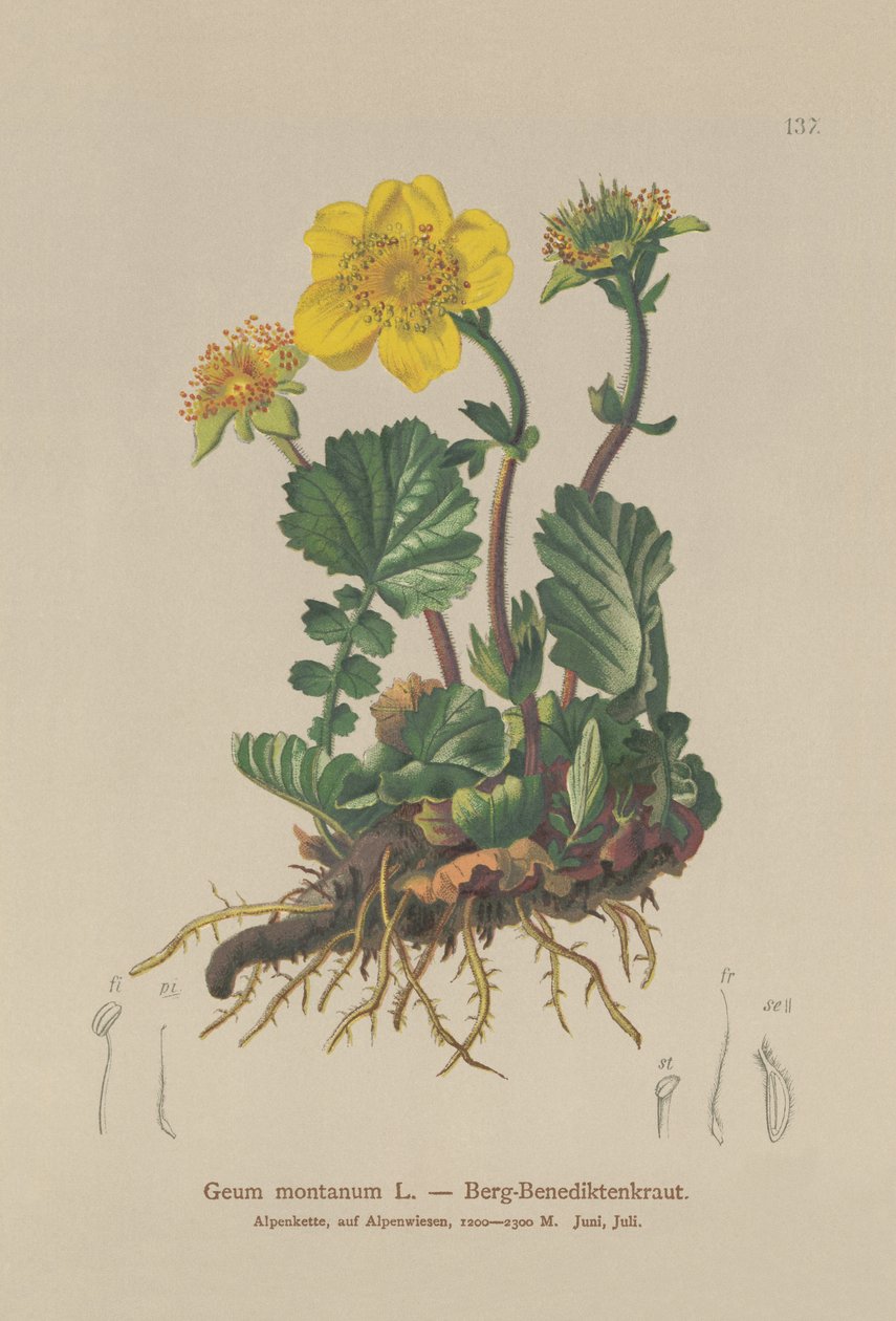 Alpine Avens（Geum montanum） 作者 德国学校