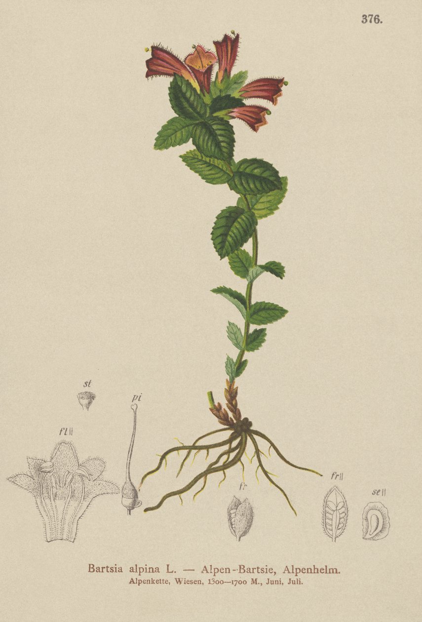 高山蝙蝠（Bartsia alpina） 作者 德国学校