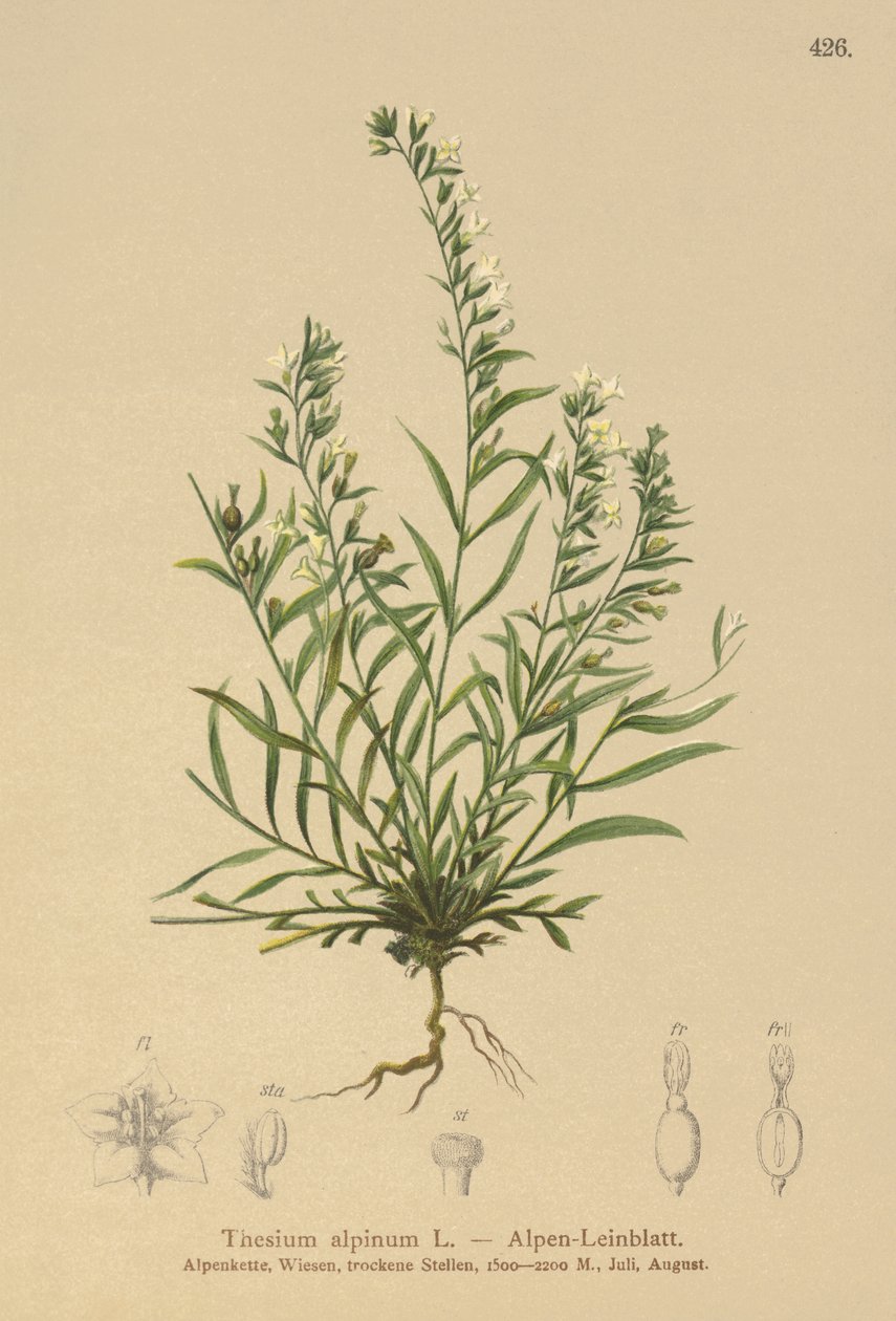 Alpine Bastard Toadflax（Thesium alpinum） 作者 德国学校