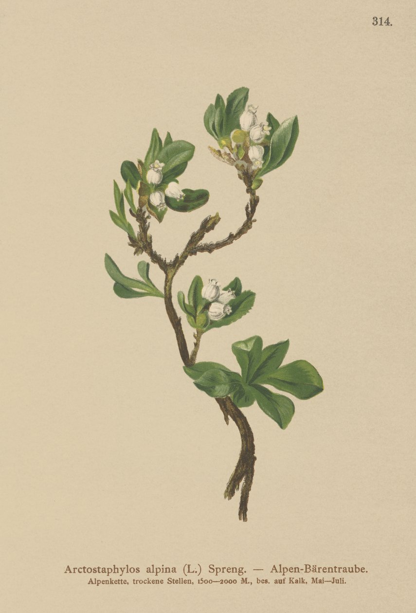 高山熊果（Arctostaphylos alpina，Arctostaphylos alpinus） 作者 德国学校