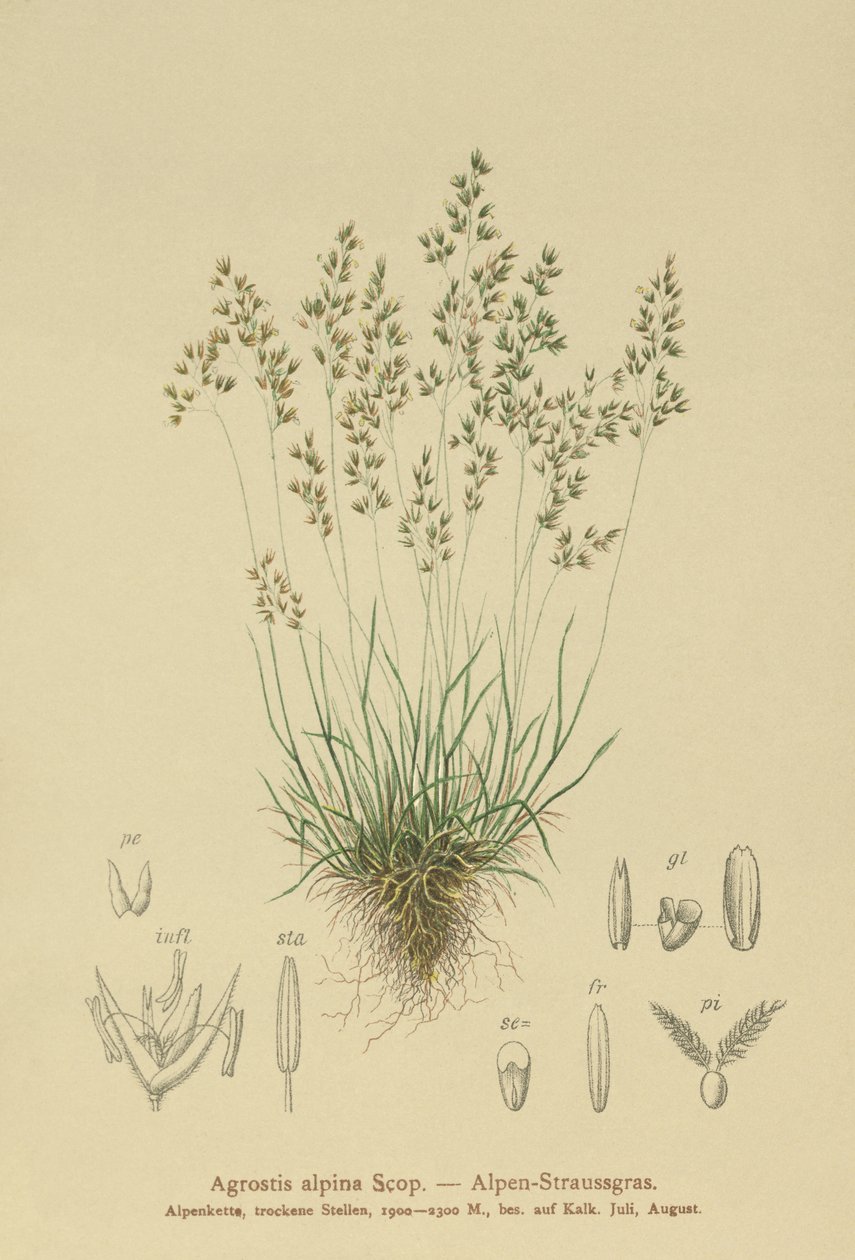 高山Bentgrass（Agrostis alpina，Aira flavescens） 作者 德国学校
