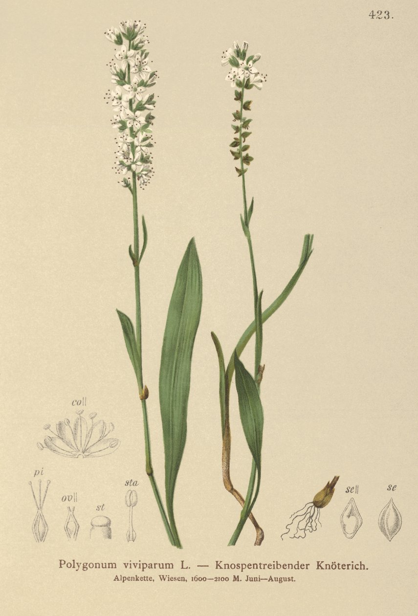 Alpine Bistort（Bistorta vivipara，Polygonum viviparum，Persicaria vivipara） 作者 德国学校