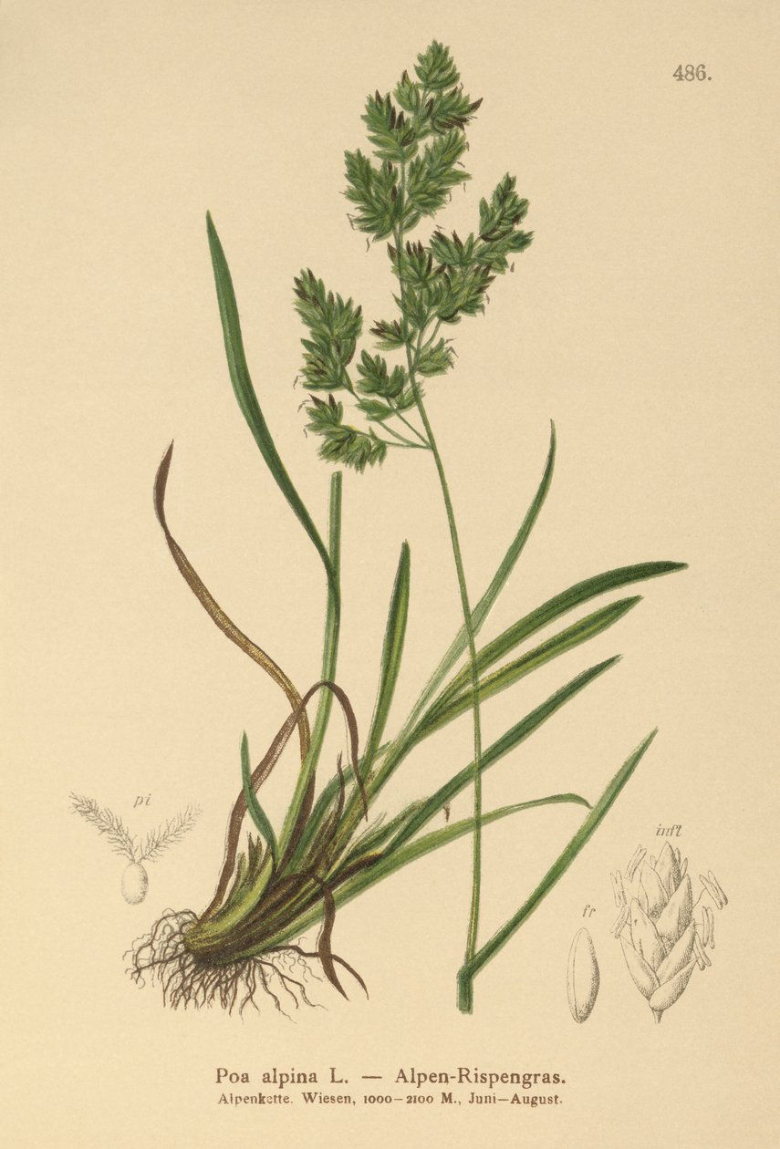 高山蓝草（Poa alpina） 作者 德国学校