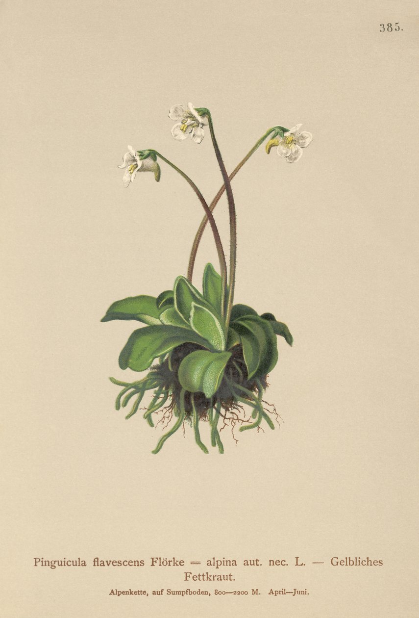 高山Butterwort（Pinguicula flavescens，Alpine Pinguicula） 作者 德国学校