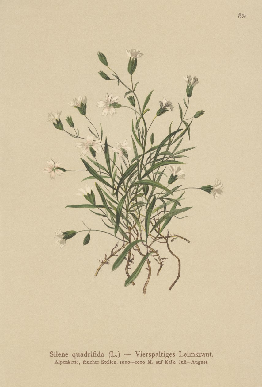 Alpine Campion（Silene quadrifida，Ixoca quadrifida） 作者 德国学校