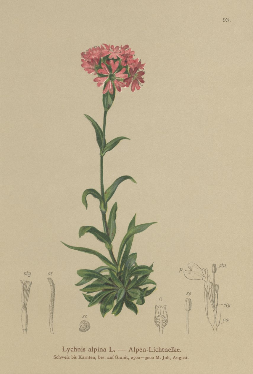 高山Catchfly（Lychnis alpina，Silene suecica） 作者 德国学校