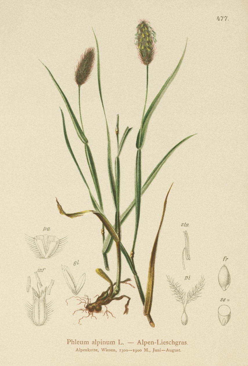 高山猫尾巴（Phleum alpinum） 作者 德国学校