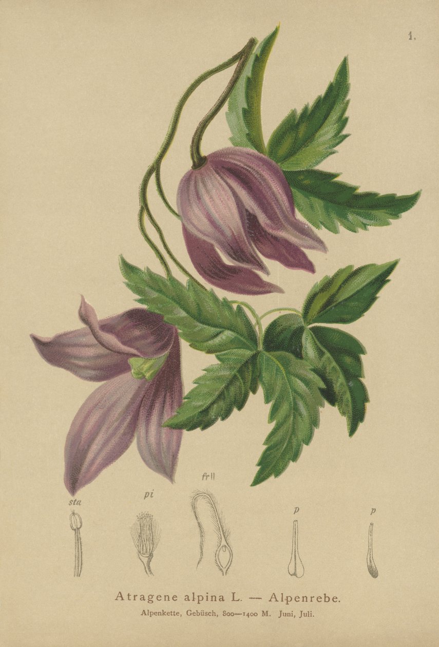 高山铁线莲（Atragene alpina，铁线莲属alpina） 作者 德国学校