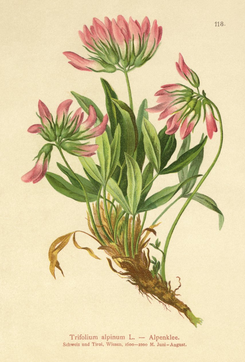 高山三叶草（Trifolium alpinum） 作者 德国学校