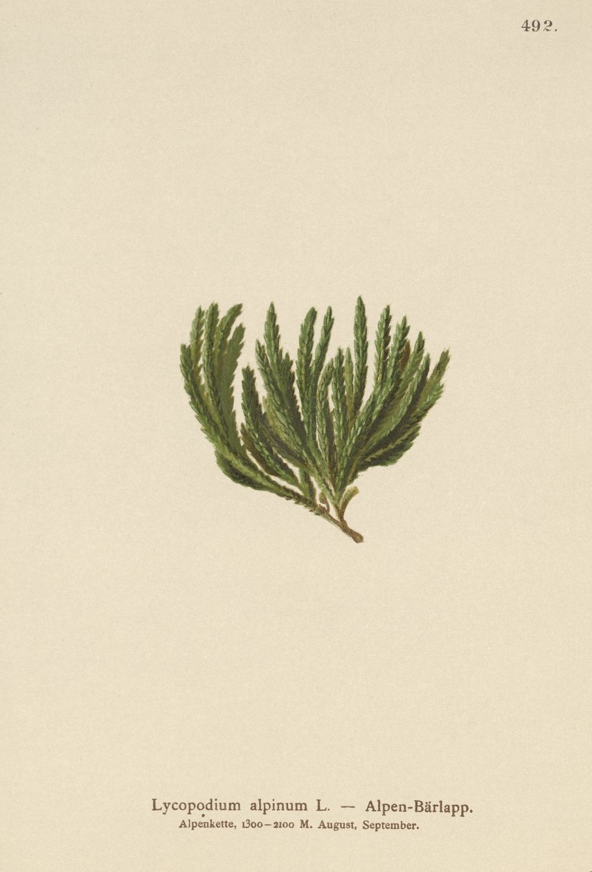 Alpine Clubmoss（石松（Lycopodium alpinum），Diphasiastrum alpinum） 作者 德国学校