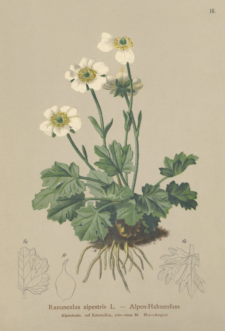 高山乌鸦（Ranunculus alpestris） 作者 德国学校