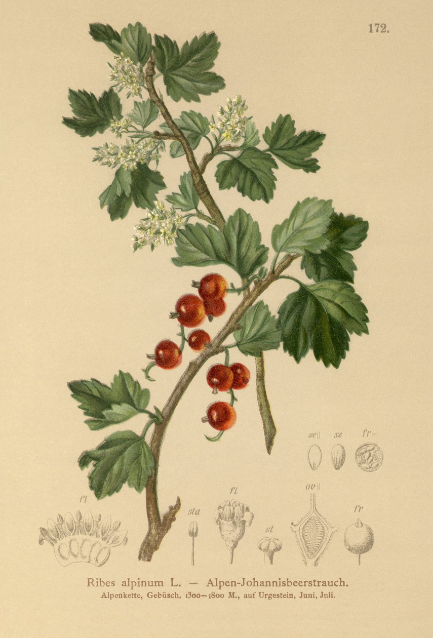 高山醋栗（Ribes alpinum） 作者 德国学校