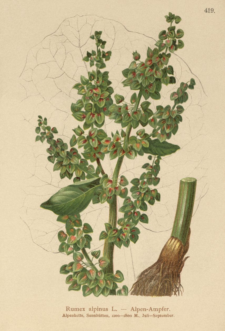 高山码头（Rumex alpinus） 作者 德国学校