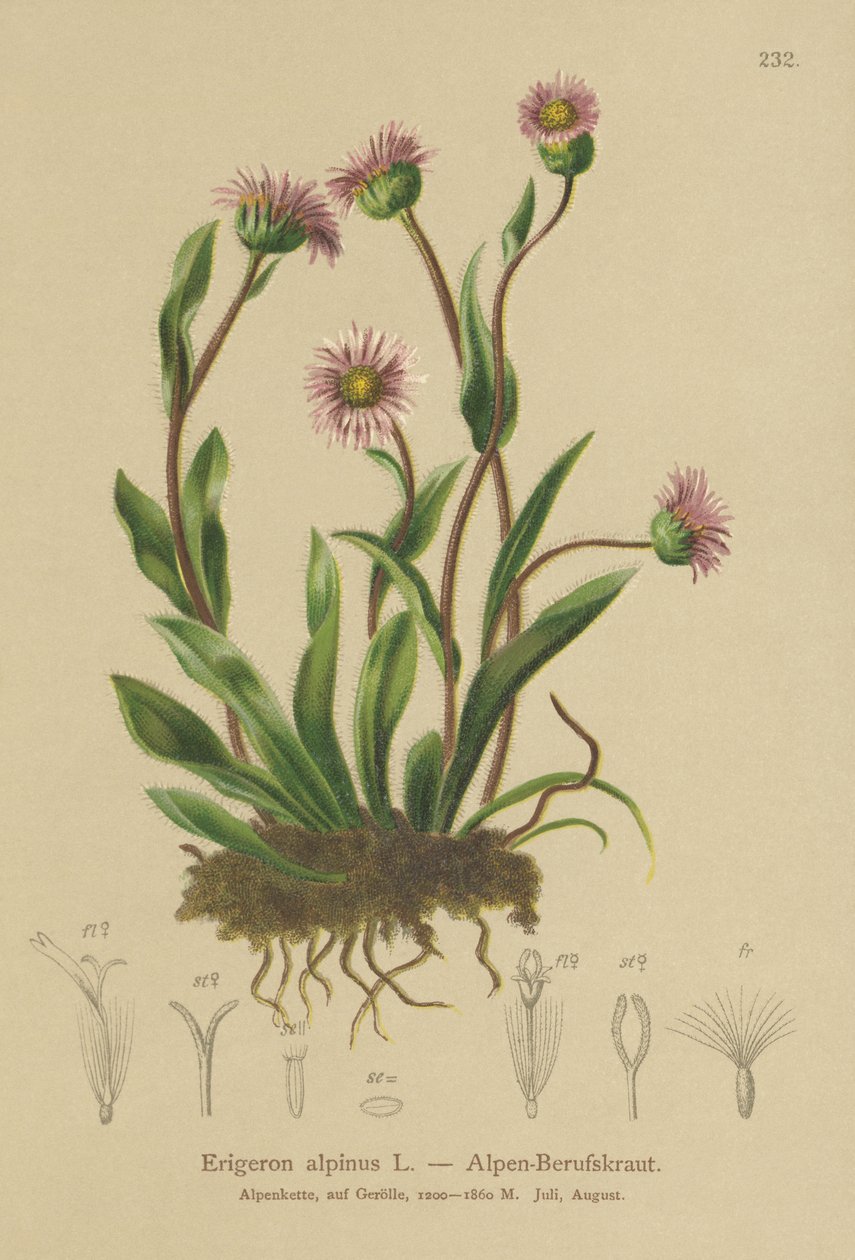 Alpine Erigeron（Erigeron alpinus） 作者 德国学校