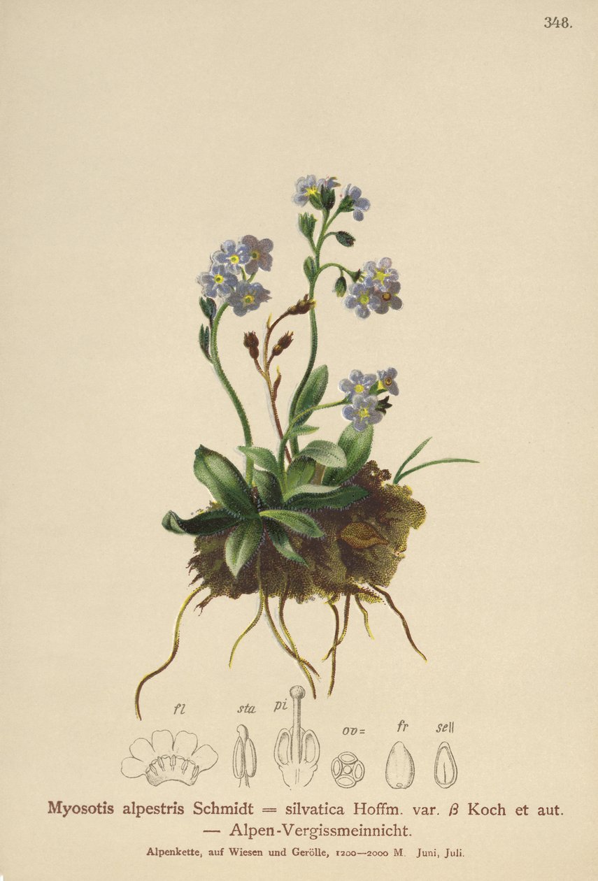 高山勿忘我（Myosotis alpestris，Myosotis silvatica） 作者 德国学校