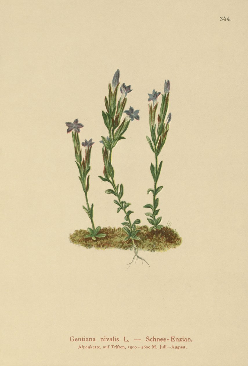 Alpine Gentian（Gentiana nivalis） 作者 德国学校