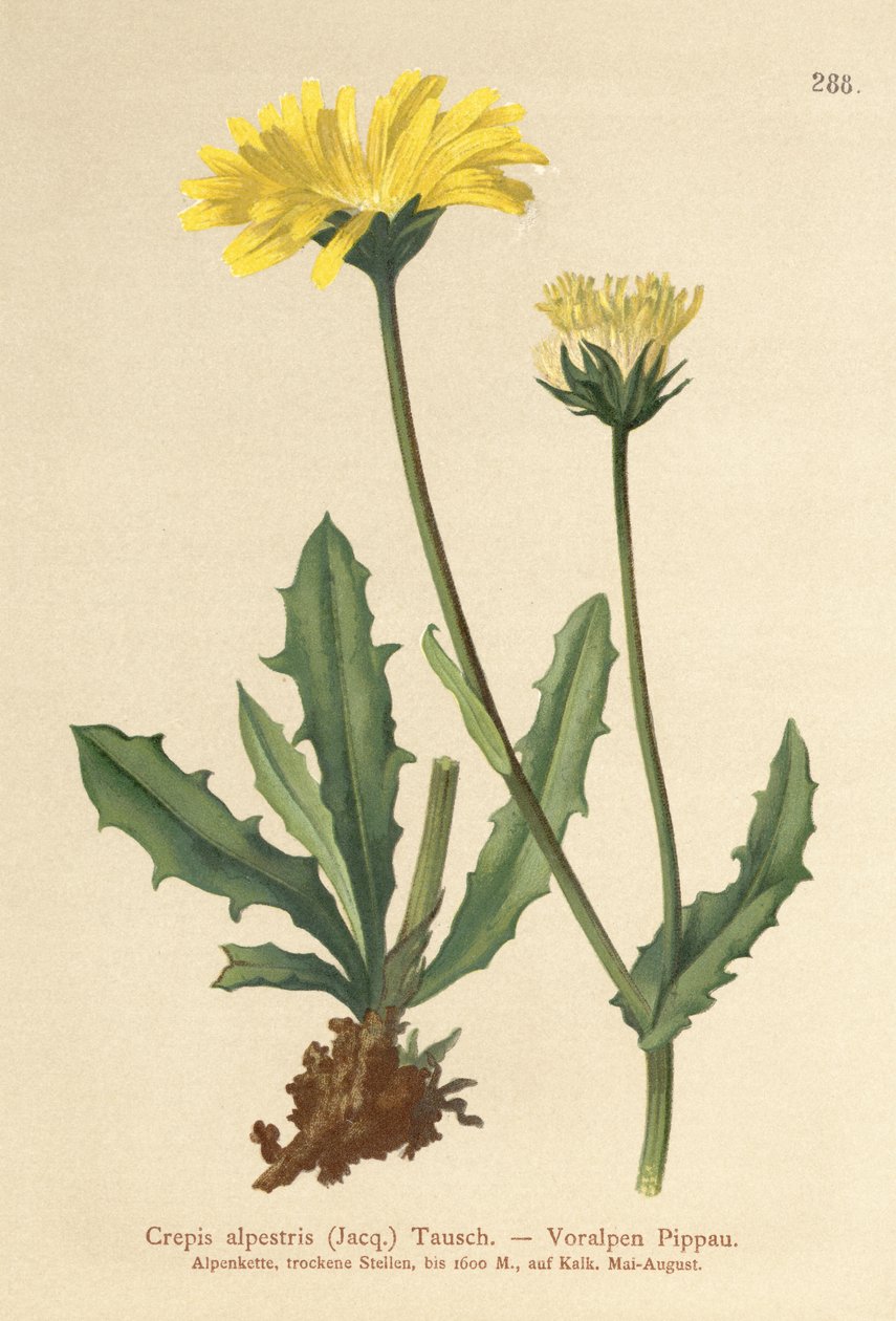 高山鹰胡子（Crepis alpestris） 作者 德国学校