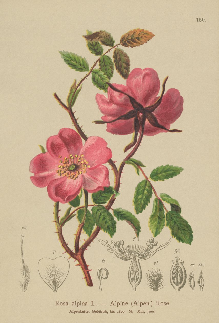 Alpine Hedge Rose（Rosa alpina，Rosa pendulina） 作者 德国学校
