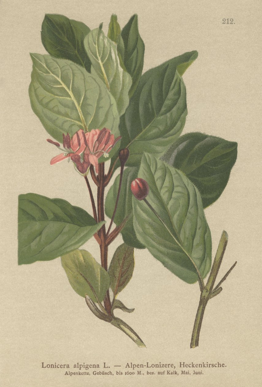 高山金银花（Lonicera alpigena） 作者 德国学校