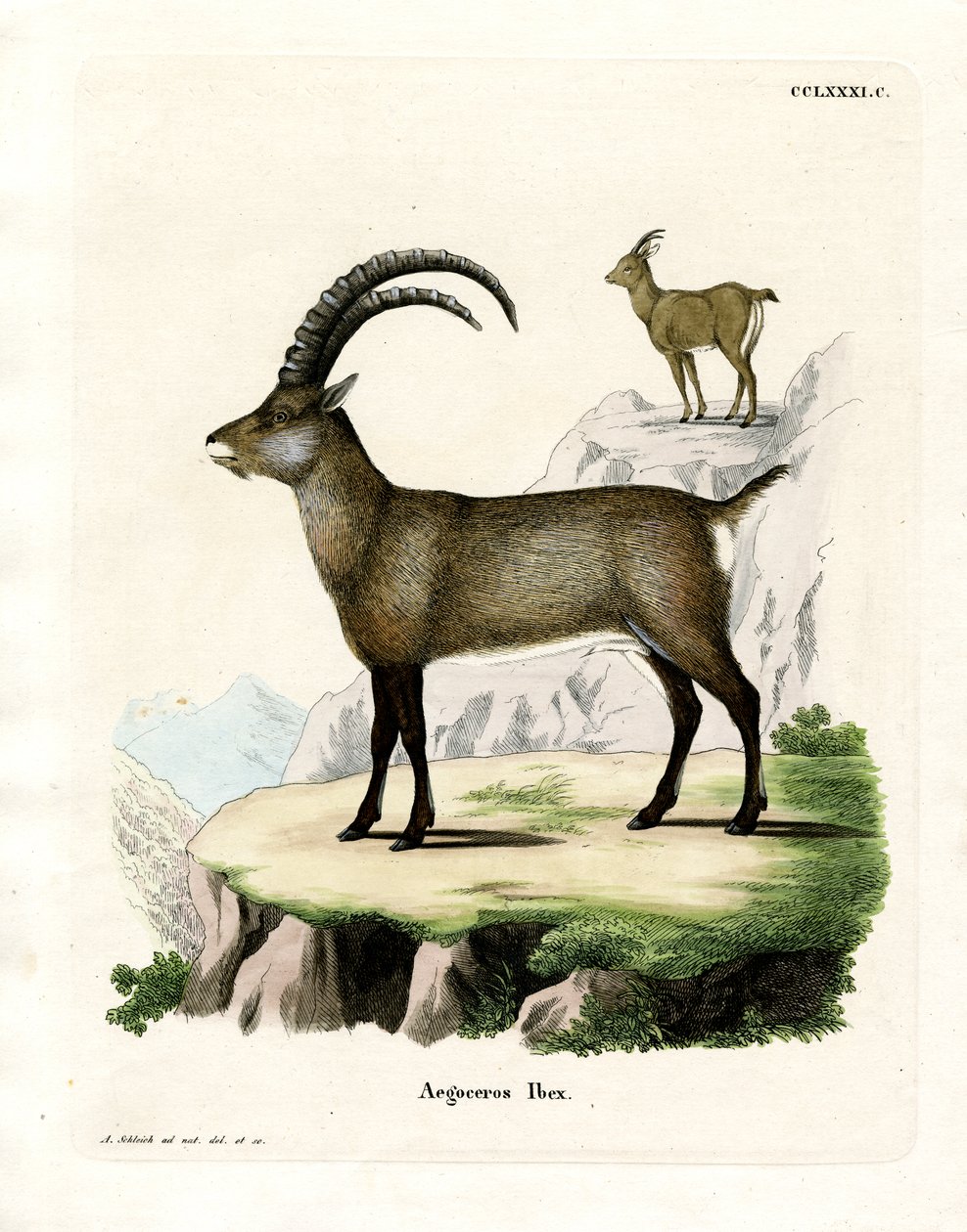 Alpine Ibex (coloured engraving) 作者 德国学校