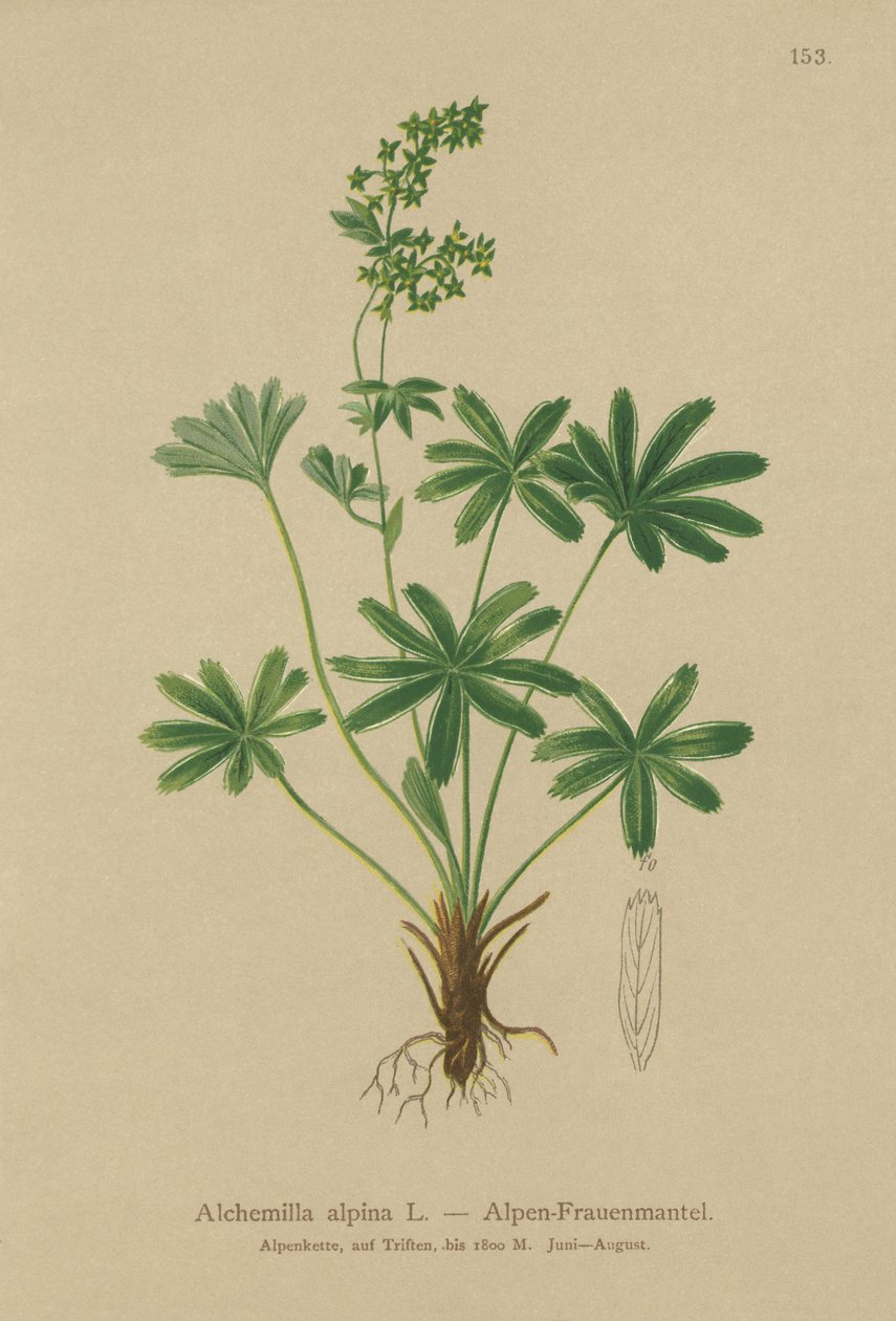 Alpine Ladys-Mantle（Alchemilla alpina） 作者 德国学校