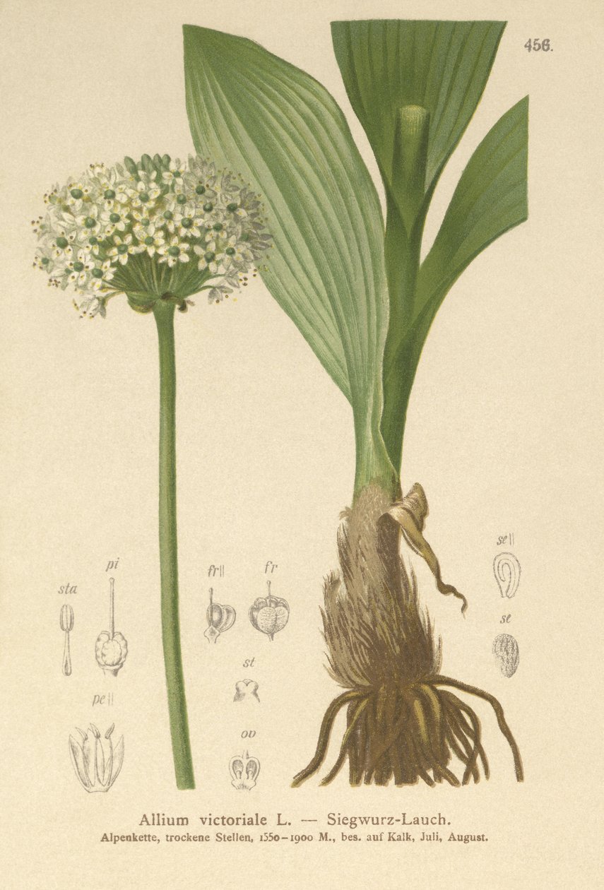 高山韭菜（葱属，葱，洋葱Victorialis，Geboscon Triphylus，plantagmeum大蒜，葱anguinum） 作者 德国学校