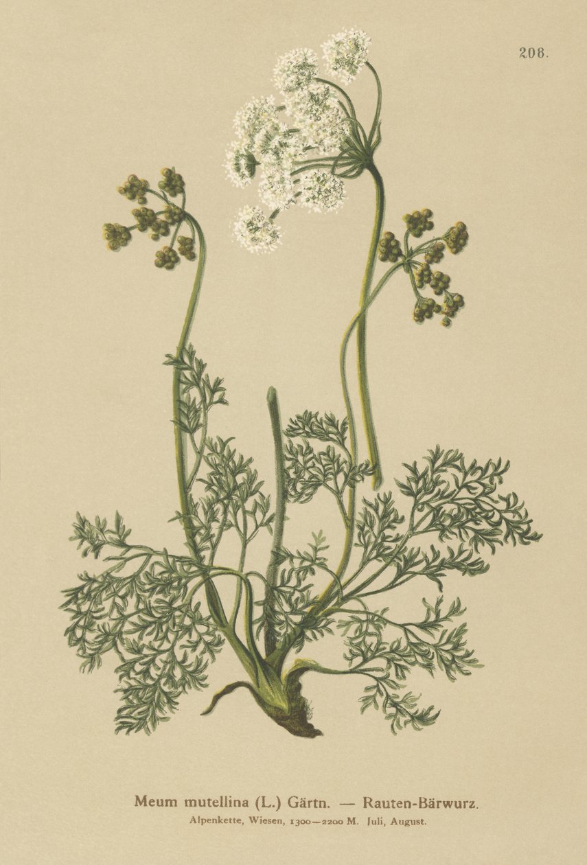高山独活草（Meum Mutellina，Ligusticum Mutellina） 作者 德国学校