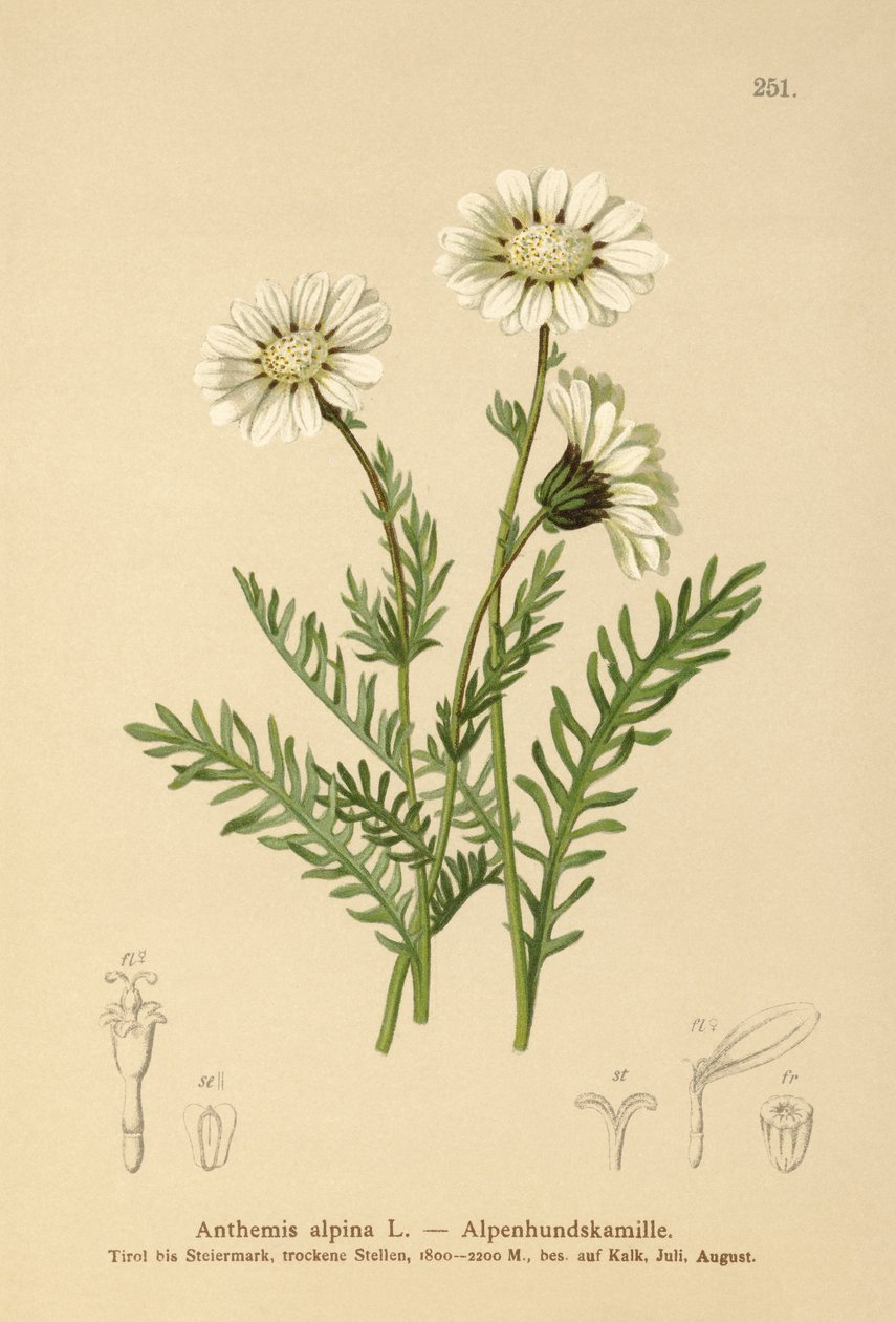 高山梅花草（Anthemis alpina，Achillea oxyloba subsp.schuri） 作者 德国学校