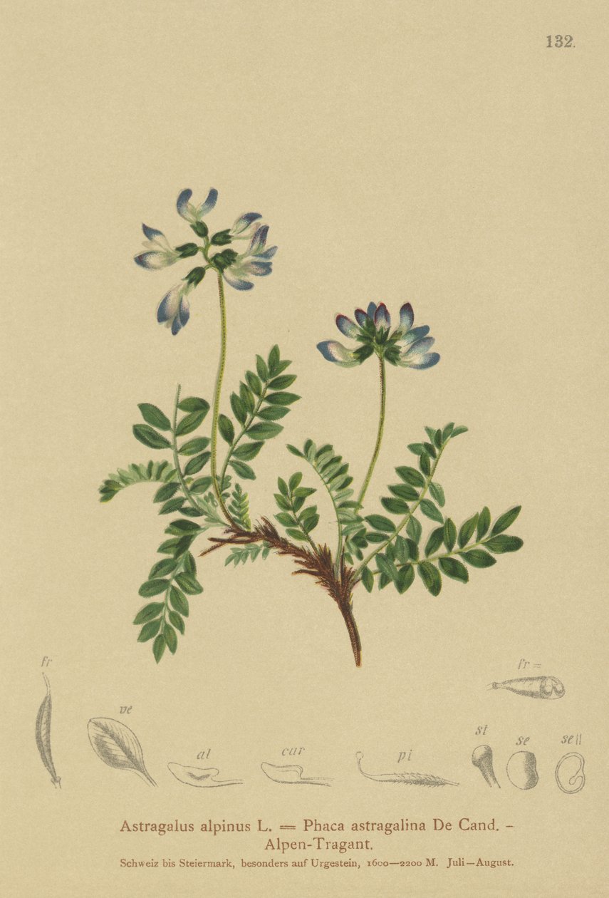 高山黄芪（Astragalus alpinus，Phaca astragalina） 作者 德国学校