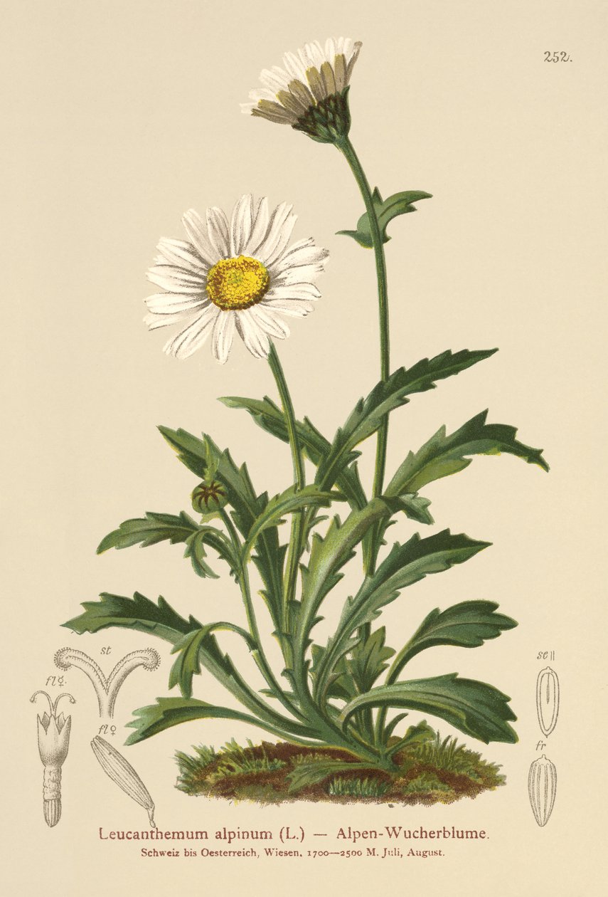 高山月亮雏菊（Leucanthemum alpinum，Leucanthemopsis alpina，Chrysanthemum alpinum，Tanacetum alpinum） 作者 德国学校