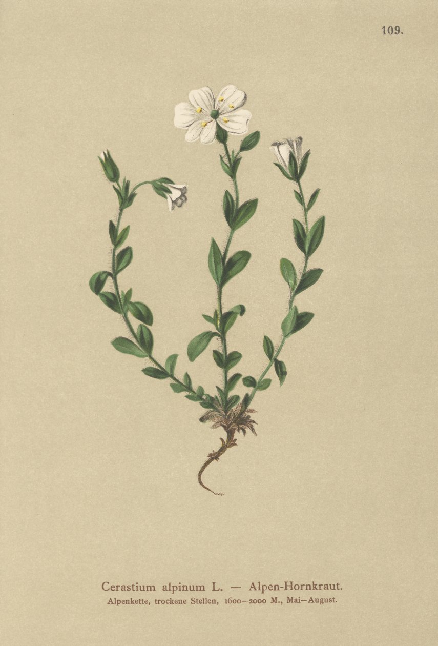 高山鼠耳（Cerastium alpinum） 作者 德国学校