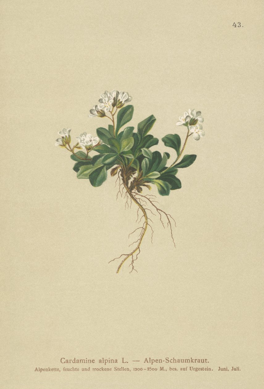 高山北部摇滚（Cardamine alpina） 作者 德国学校