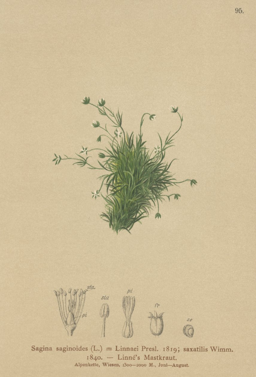 高山珍珠草（Sagina saginoides，Sagina Linnaei，Sagina saxatilis） 作者 德国学校
