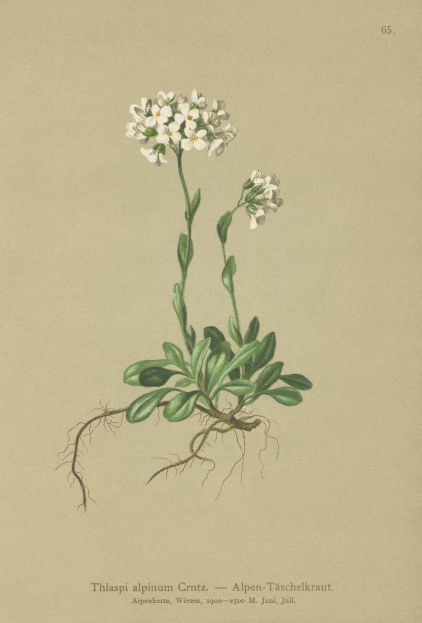 高山Pennycress（Thlaspi alpinum，Noccaea alpestris subsp.alpestris，Thlaspi minimum，Noccaea crantzii，Thlaspi kerneri，Thlaspi alpinum var.kerneri，Thlaspi alpestre） 作者 德国学校