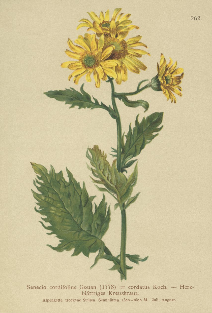 高山鼠尾草（鼠尾草cordifolius千里光形千里光鲑，Jacobaeus高山） 作者 德国学校