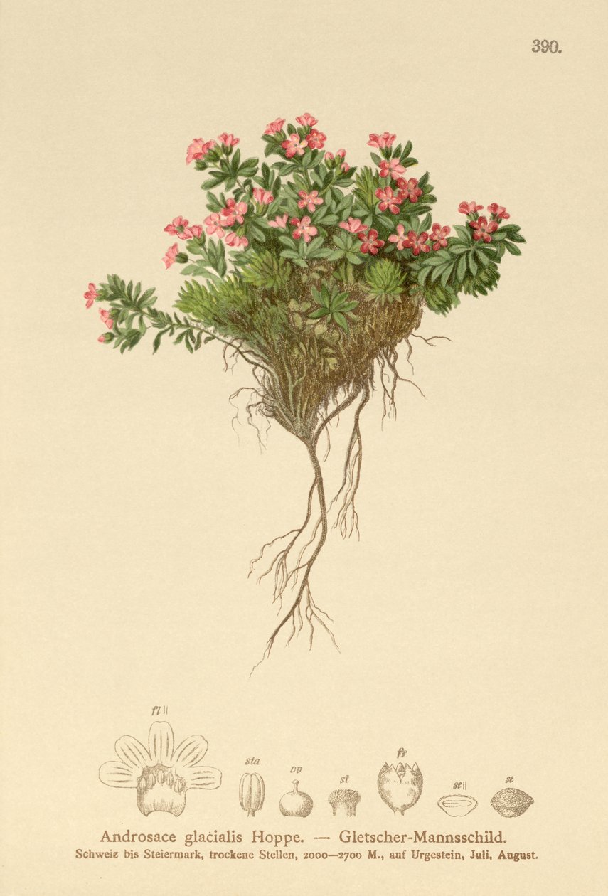 高山岩茉莉（Androsace glacialis，Androsace alpina） 作者 德国学校