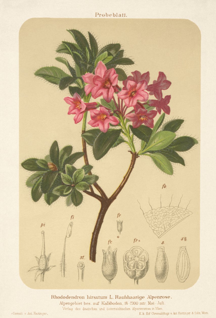 高山玫瑰（Rhododendron hirsutum） 作者 德国学校