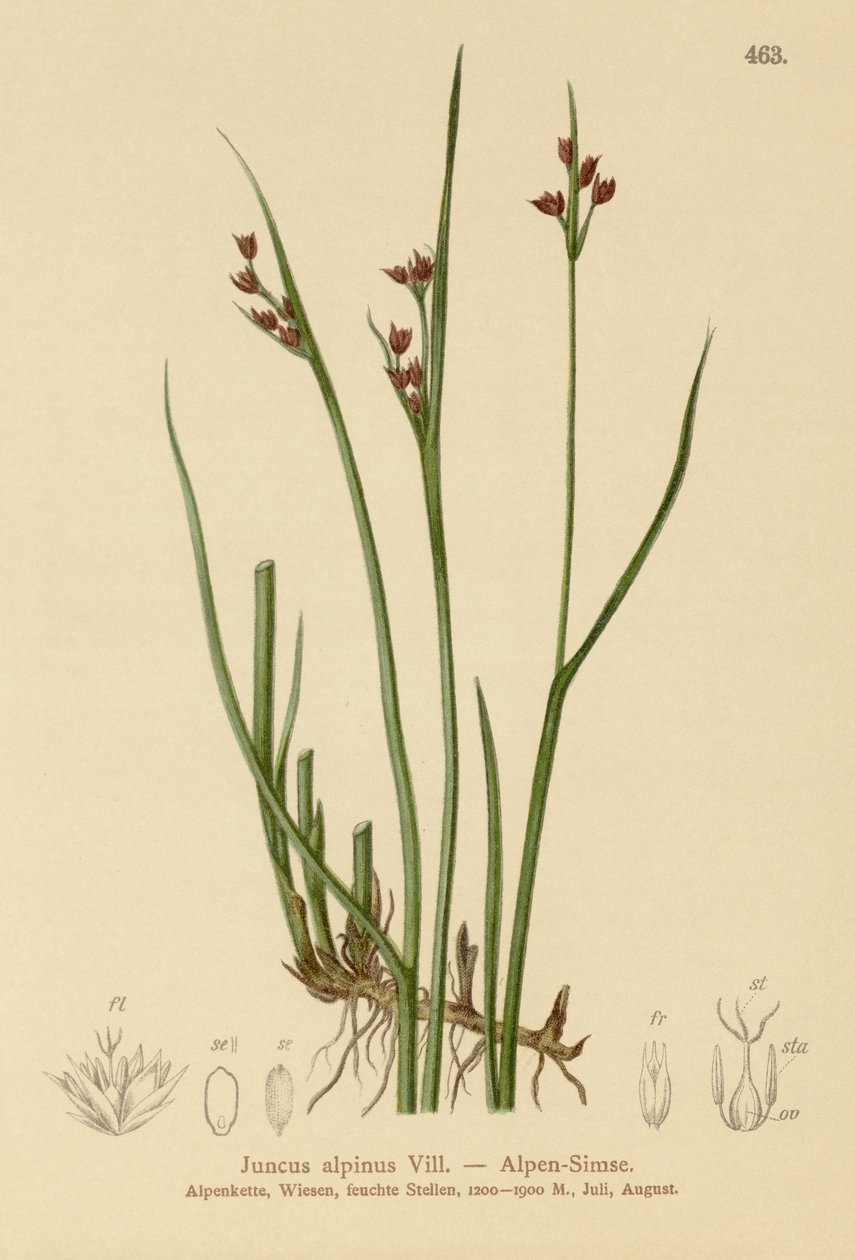 高山蔺草（Juncus alpinus，Juncus alpinoarticulatus） 作者 德国学校