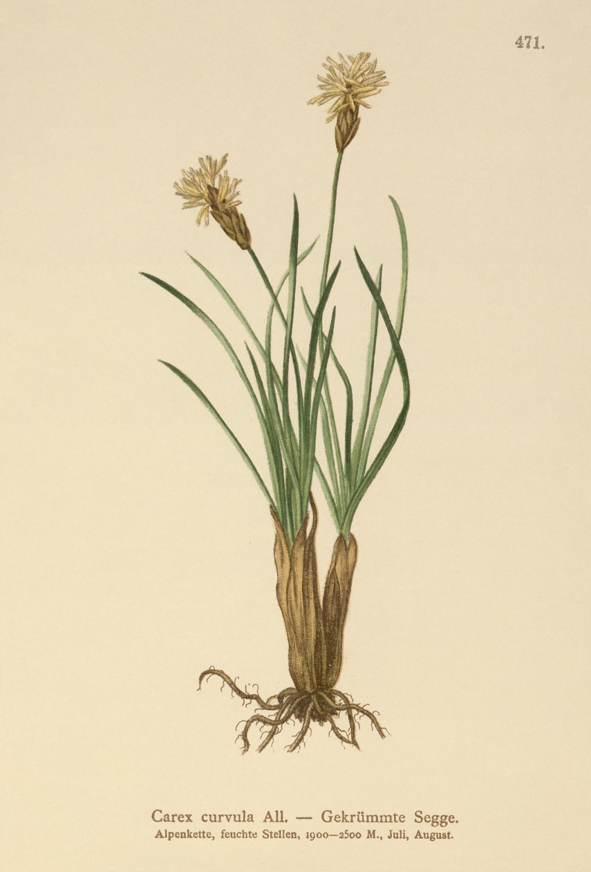 高山薹（Carex curvula） 作者 德国学校