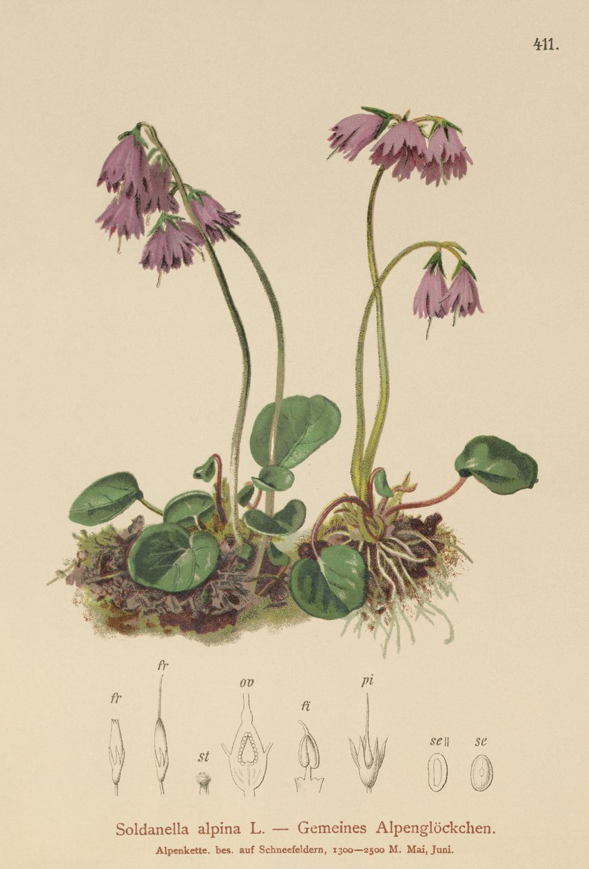 高山雪铃（Soldanella alpina） 作者 德国学校